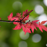 春紅葉 (6)