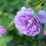 Rose Gartenより　愛を込めて・・・33