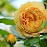 Rose Gartenより　愛を込めて・・・34