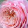Rose Gartenより　愛を込めて・・・30