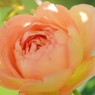 Rose Gartenより　愛を込めて・・・35