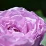 Rose Gartenより　愛を込めて・・・36