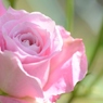 Rose Gartenより　愛を込めて・・・37