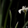 花菖蒲2
