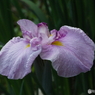 花菖蒲7