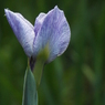 花菖蒲8