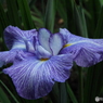 花菖蒲9