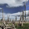 Forest of the weathering