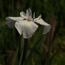 花菖蒲11