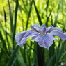 花菖蒲12