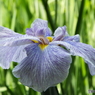 花菖蒲13