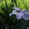 花菖蒲14
