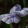花菖蒲15