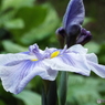 花菖蒲16