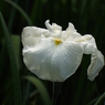 花菖蒲17
