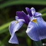 花菖蒲18