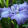 花菖蒲19