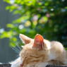 最高気温31°なんですと(´ε｀；)