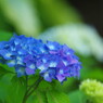 向暑　紫陽花
