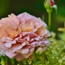 Rose Gartenより　愛を込めて・・・38
