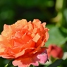 Rose Gartenより　愛を込めて・・・39