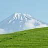 静岡県大淵笹場の茶畑で