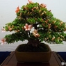 皐月盆栽2