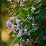 Rose Gartenより　愛を込めて・・・40