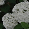 花玉・白