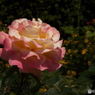 山下公園5