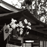 黒川神社 例大祭12