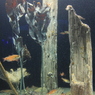 水族館