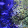 水族館