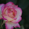 花散歩‐バラ尽くし1