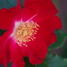 花散歩‐バラ尽くし2