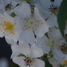 花散歩‐バラ尽くし4