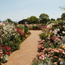 山下公園12