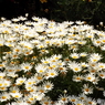 山下公園13