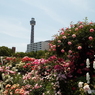 山下公園14