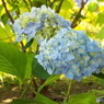 山下公園16