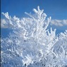 霧氷