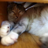Under the Bed