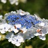 紫陽花１