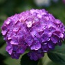 紫陽花２