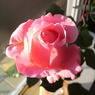 薔薇