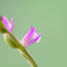 ねじ花