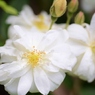 Rose Gartenより　愛を込めて・・・67