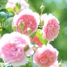 Rose Gartenより　愛を込めて・・・28