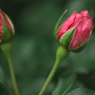 薔薇 06