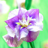 菖蒲